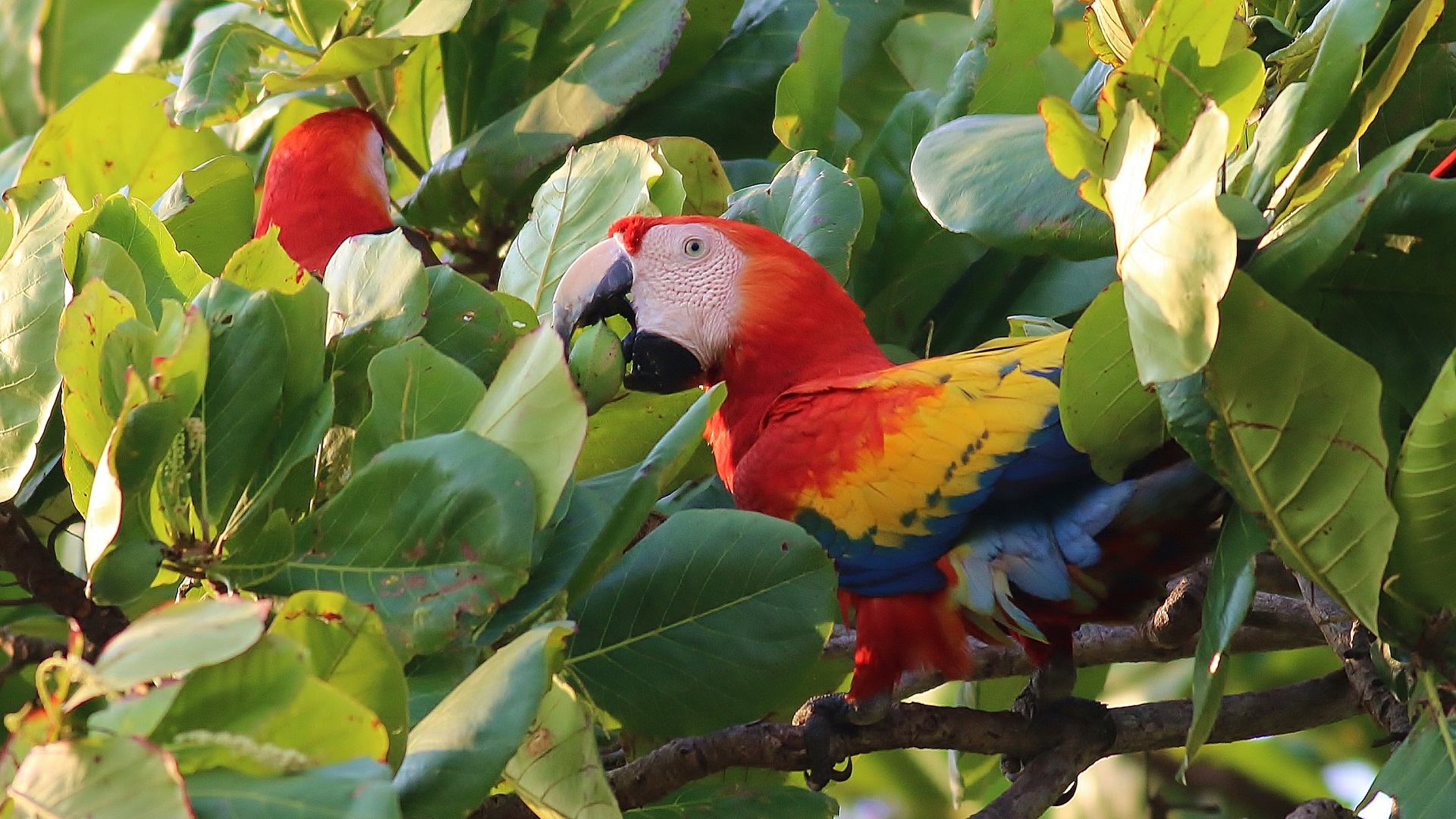 Scarlet Macaw